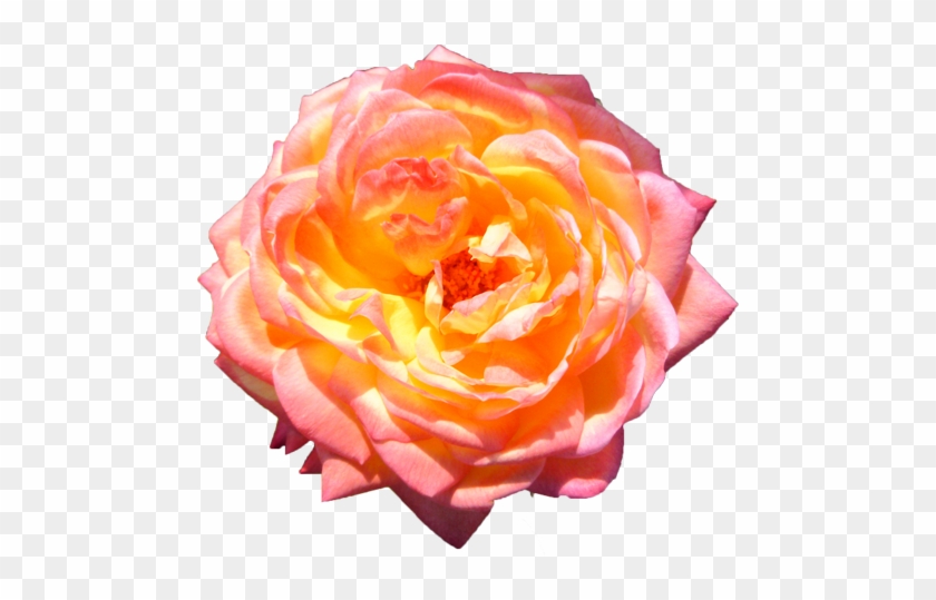 バラの花 - Hybrid Tea Rose #1207185