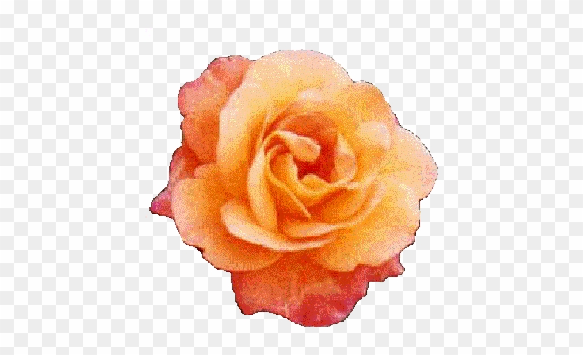 アンネのバラ は平和について語りかけます。 - Garden Roses #1207195