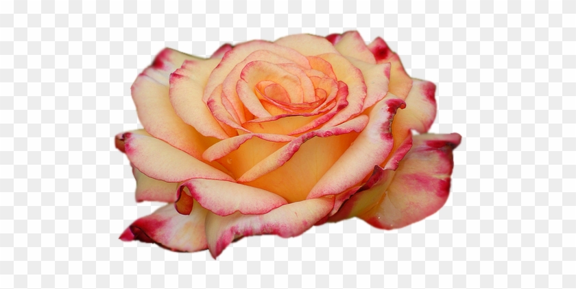 Часть - Hybrid Tea Rose #1207221