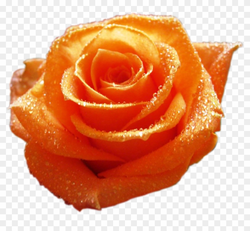 Изображение Для Плейкаста - Beautiful Orange Roses #1207234