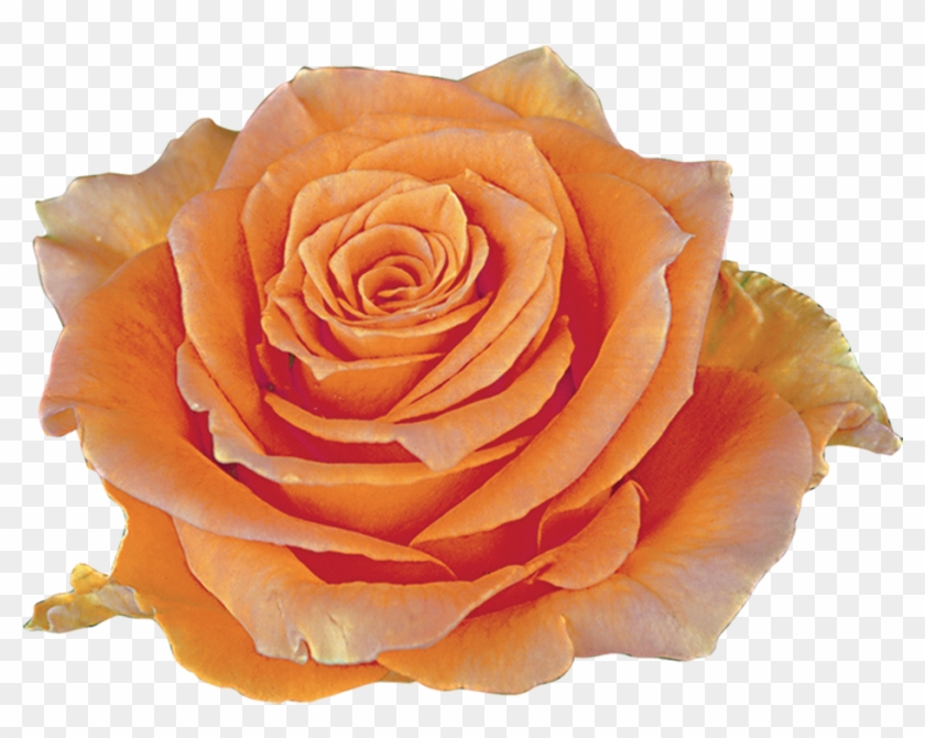 Cosima Roza - Garden Roses #1207242