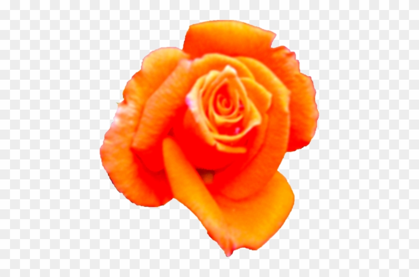 バラの花 - Floribunda #1207247