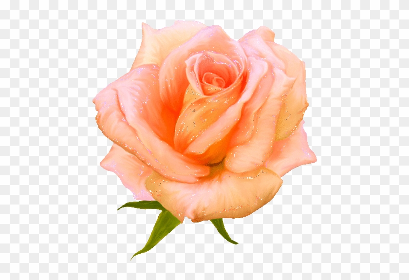 Gif Rose Good Morning Happy Sunday Free Transparent Png