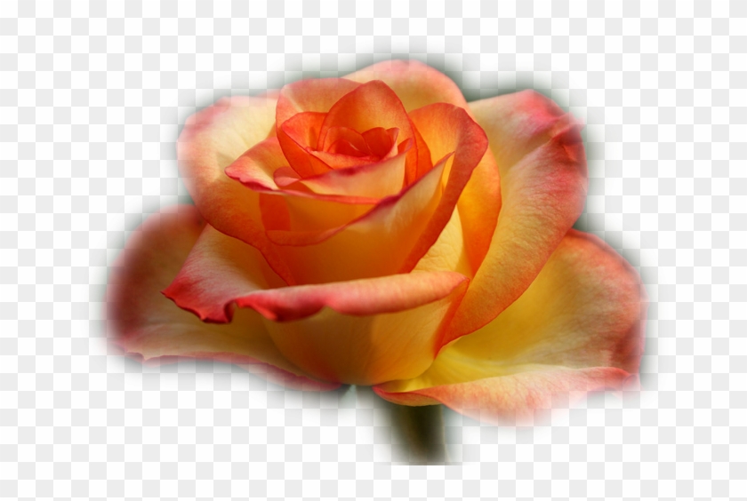 Imagens Em Png De Flores E Arranjos Florais - Garden Roses #1207253