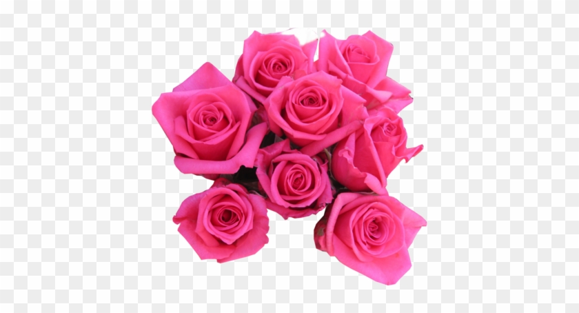 Pink Rose Png Pink Roses - Pink Roses #1207254