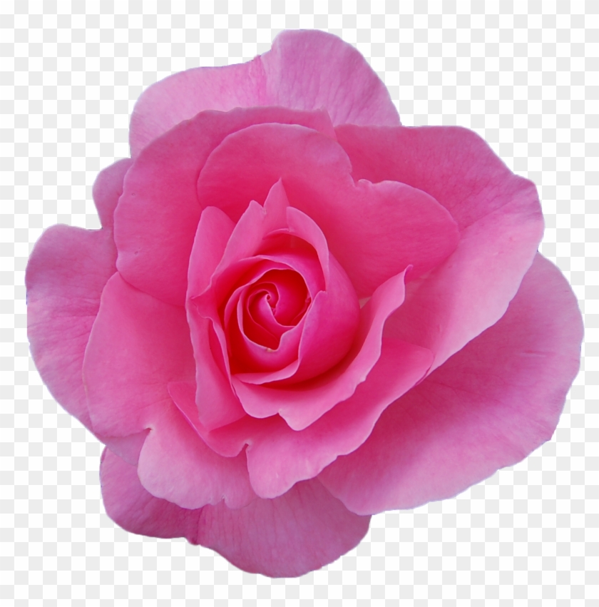 Png Transparent Rose Image - Pink Rose Transparent Background #1207266