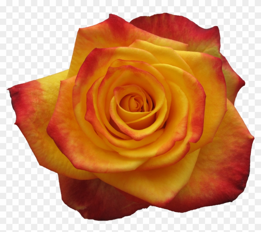 Alert - Floribunda #1207273