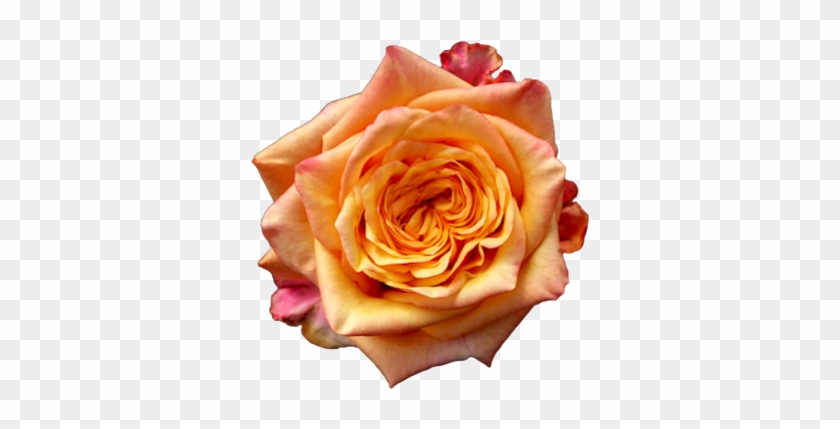 Fireball Single Head Rose - Garden Roses #1207279