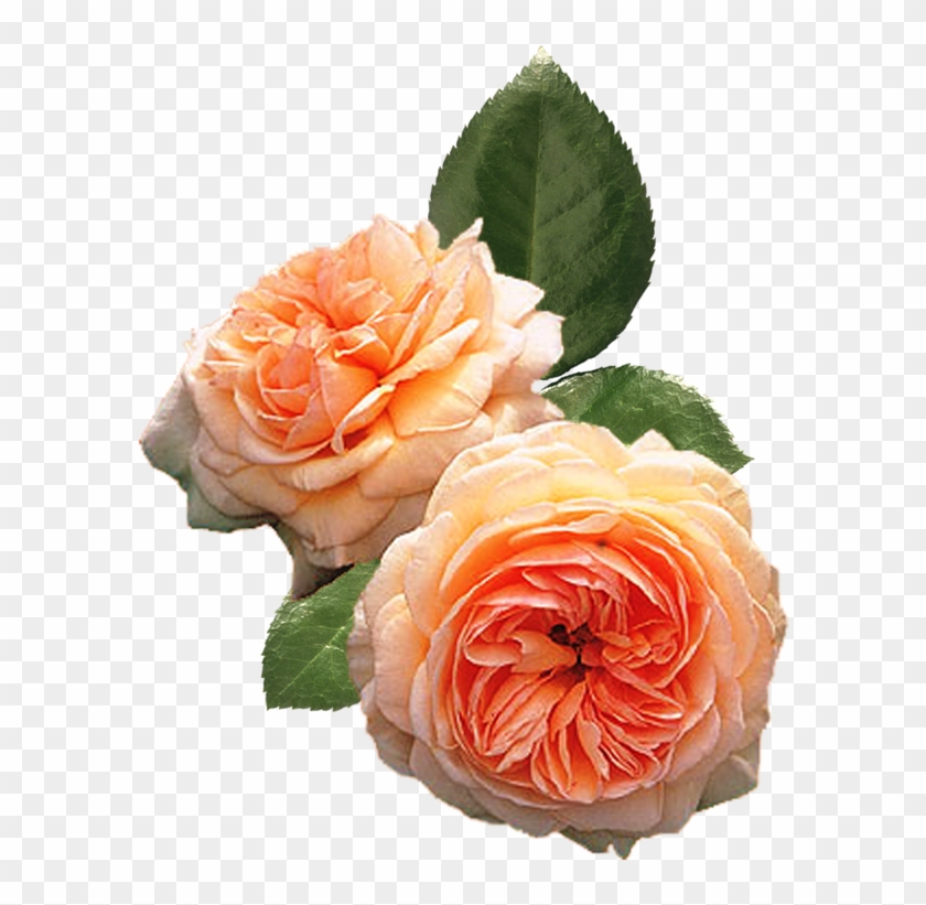 Пионы - Peach Climbing Rose #1207282