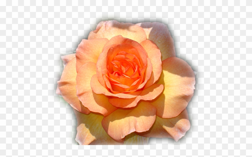 Nuevas Imágenes En Formato Png Para Descargar Gratuitamente, - Garden Roses #1207287