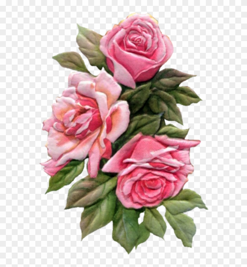 Pink-roses - Rose #1207303