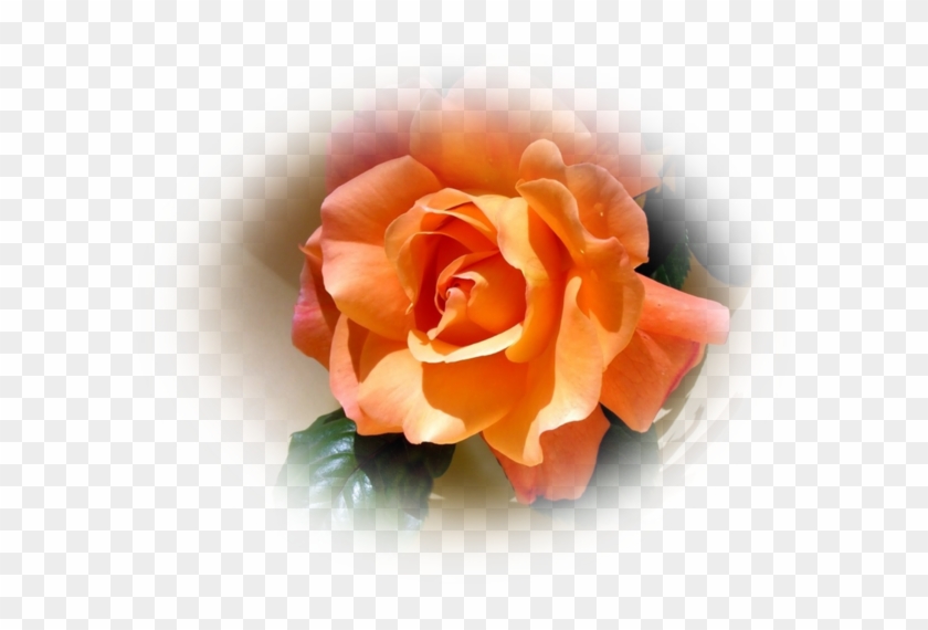 Rose Orange #1207340