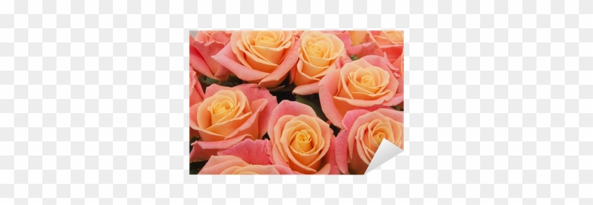 Vinilo Pixerstick Rosa Fondo Rosas Naturales • Pixers® - Rose #1207374