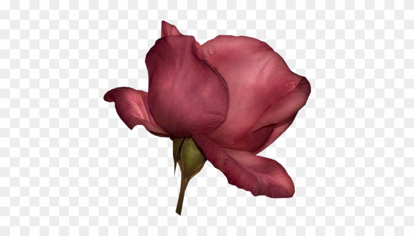 Drk Pink Rose - Garden Roses #1207375