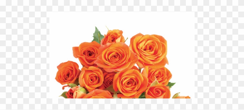 Tweet - Garden Roses #1207380