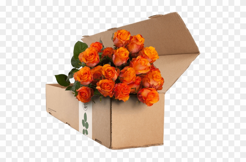 24 Orange Roses - Purple Roses #1207406