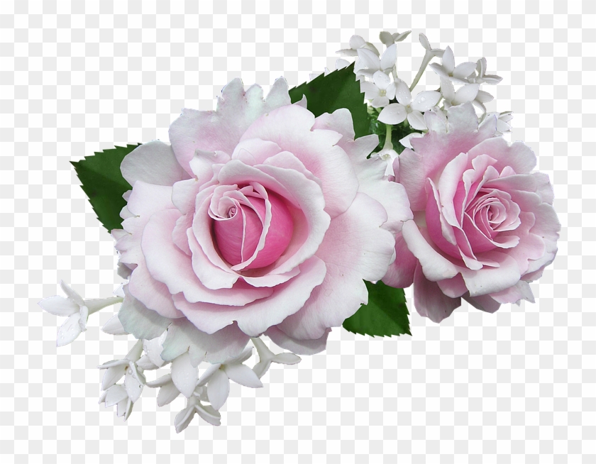Rose, Pink, With, White, Flower - White And Pink Rose Flowers #1207415