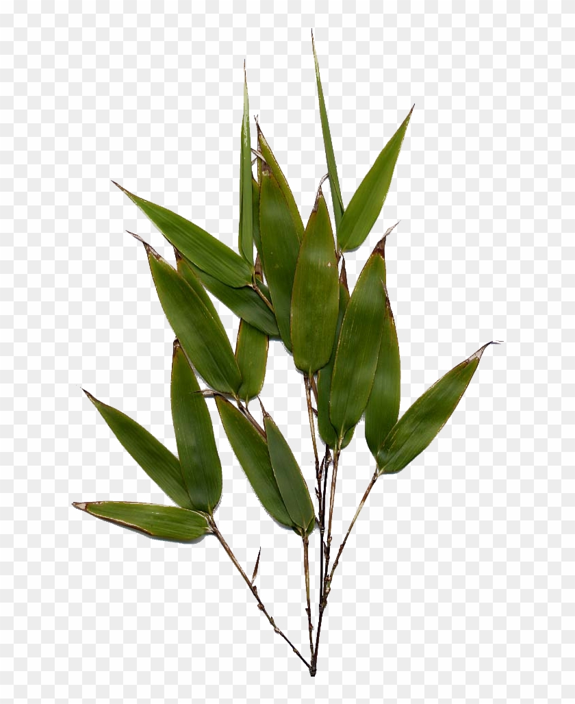 Bamboo Leaf Png Image - Bamboo Leaves Png #1207618