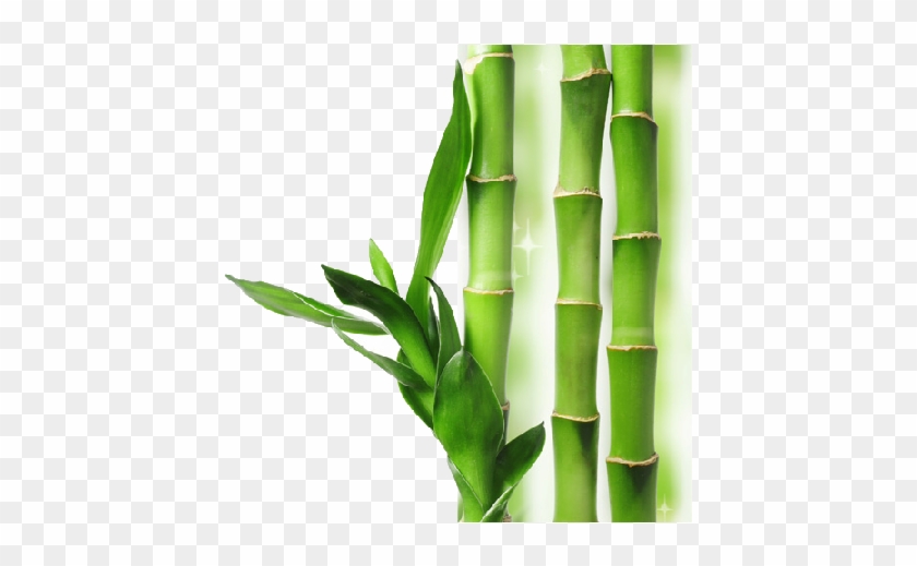 Download Bamboo Transparent Background Hq Png Image - Bamboo Transparent Png #1207628