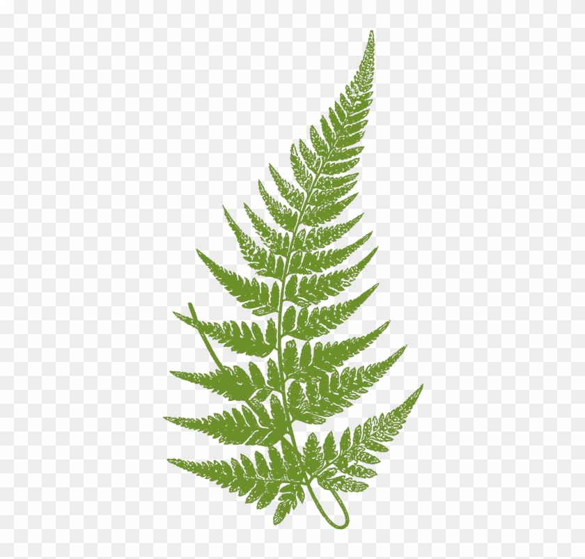 Landscape Design Manhattan - Fern Botanical Drawing #1207720