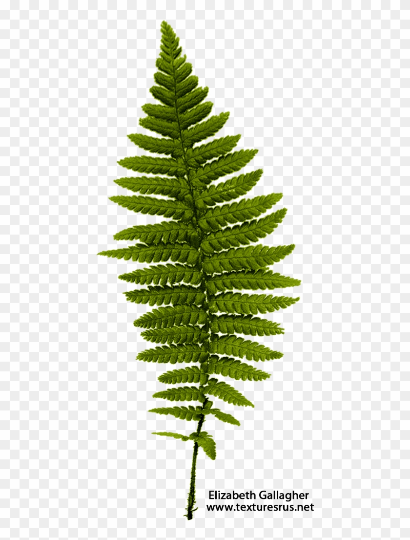 Png File Ferns Image - Fern With No Background #1207723