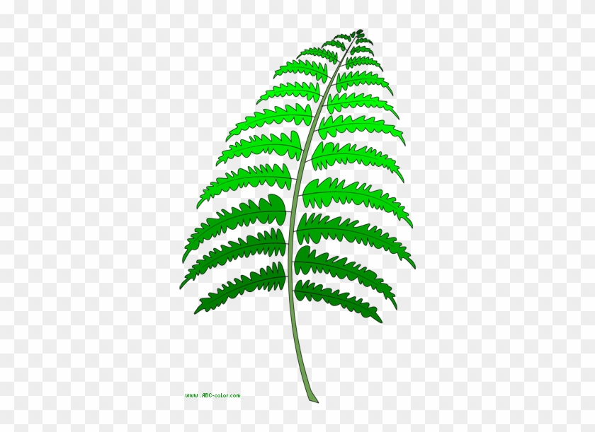 Fern Clipart Transparent - Папоротник Рисунок #1207724