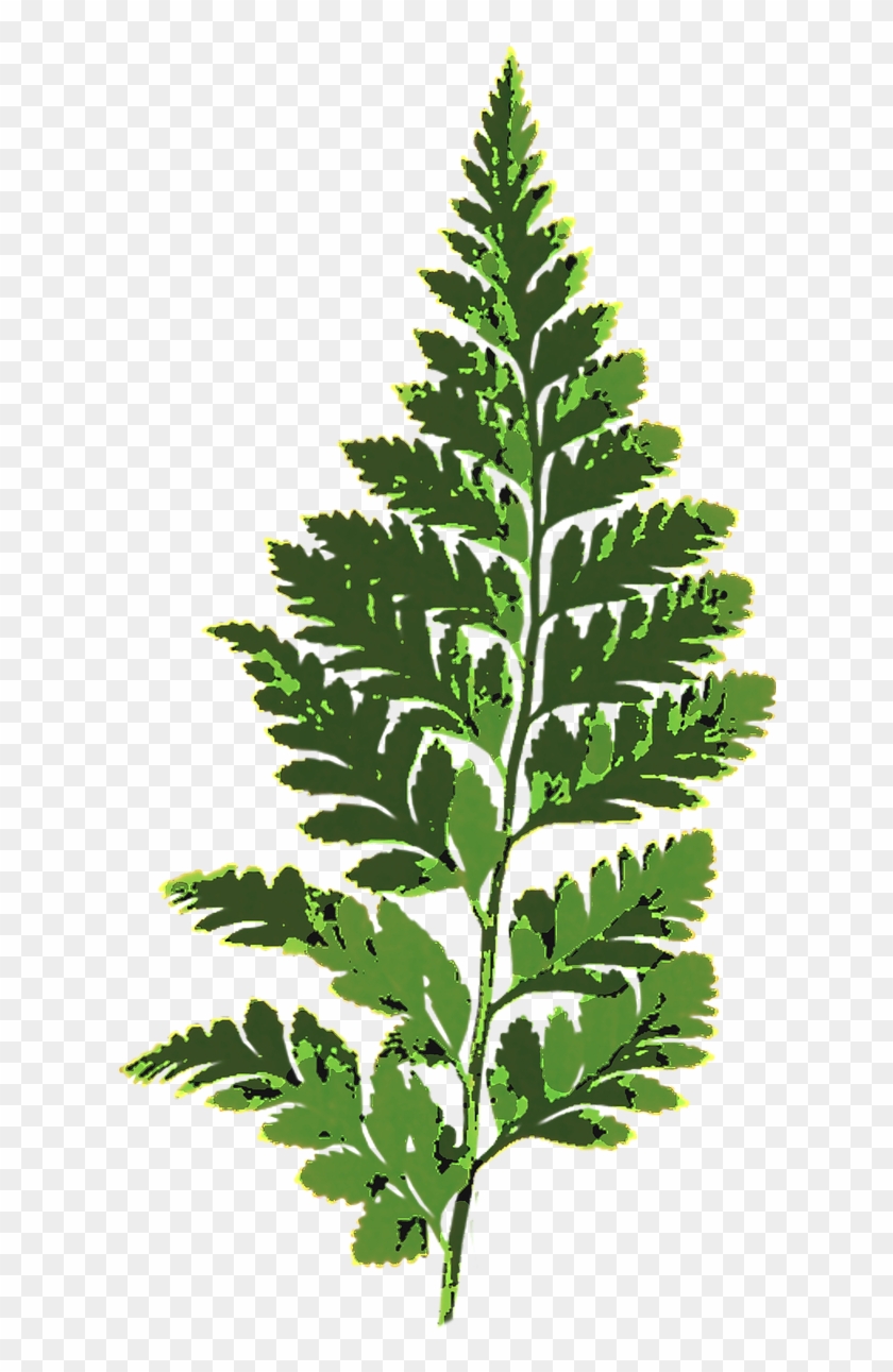 Fern Leaf Green Nature Plant Png Image - Папоротник Лист Пнг #1207728