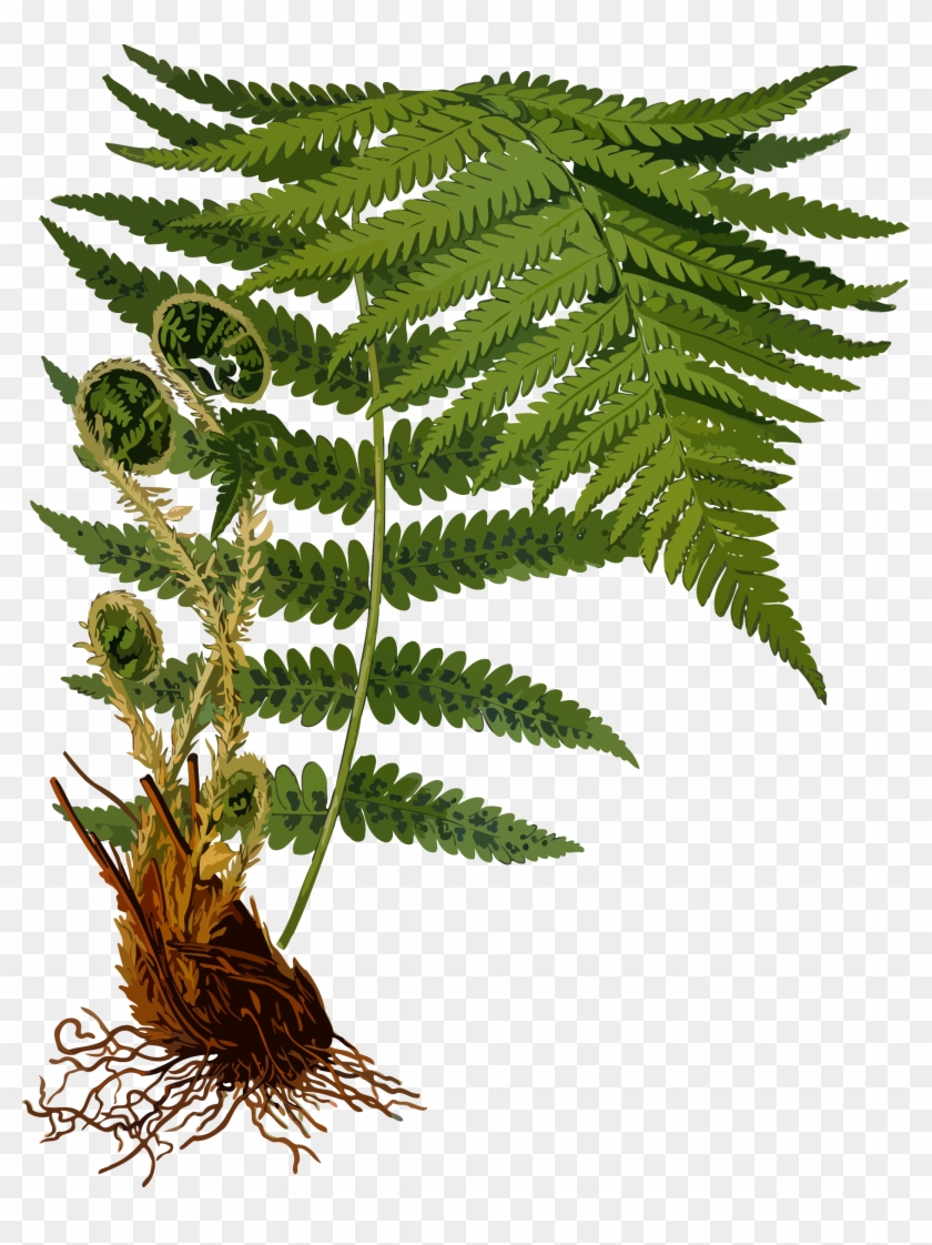 Fern Clipart Transparent - Dryopteris Filix Mas #1207730