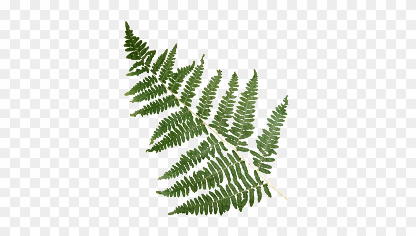 Mountain Fern - Large Frond - Fern Frond Gif #1207733