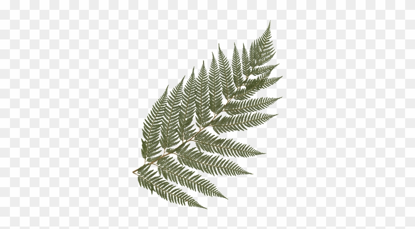 Feather Fern - Large Frond - Feather Fern #1207759