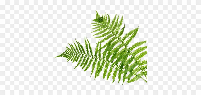 Try It Now - Fern #1207762