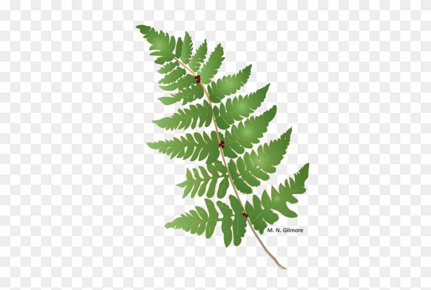 Fern Leaf Illustration - Fern #1207763