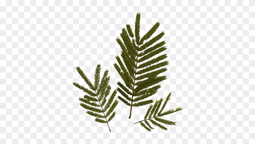 Acacia Leaves - Acacia Leaves #1207765