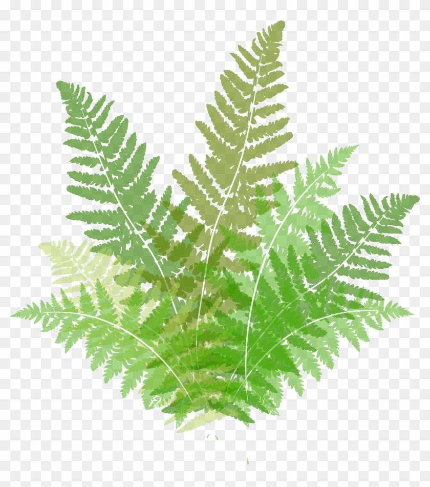 Fern #1207769