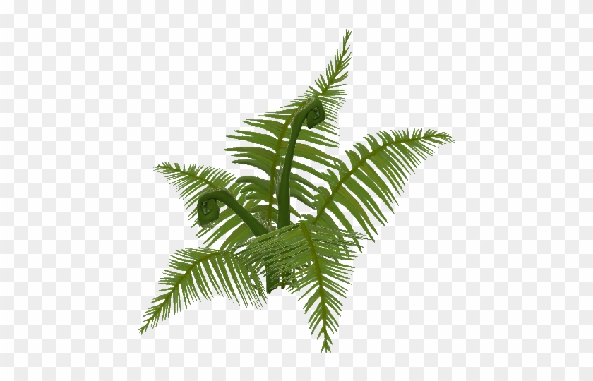 Old Growth Ferns - Jungle Fern Png #1207780