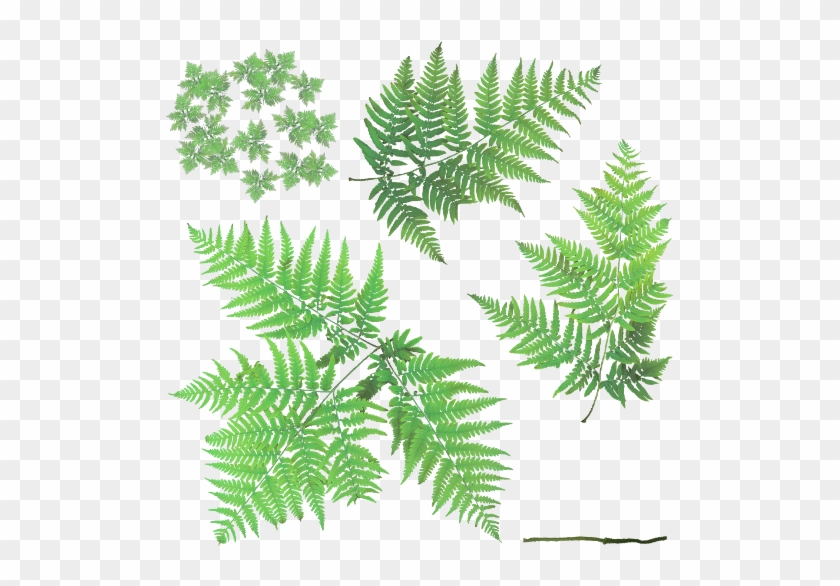 Preview - Bracken Fern Png #1207788