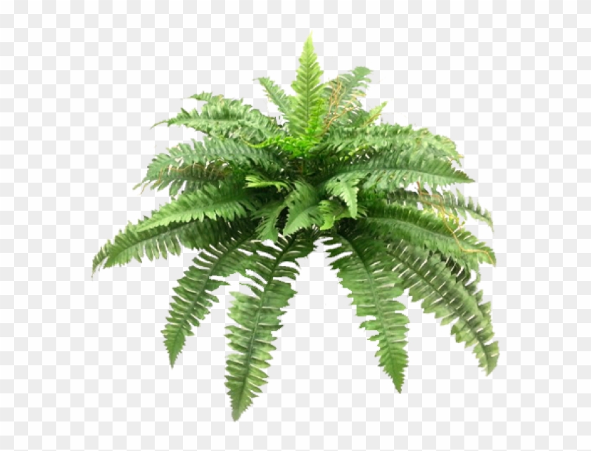 Boston Fern Bush X 4 48lvs - Sword Fern #1207792