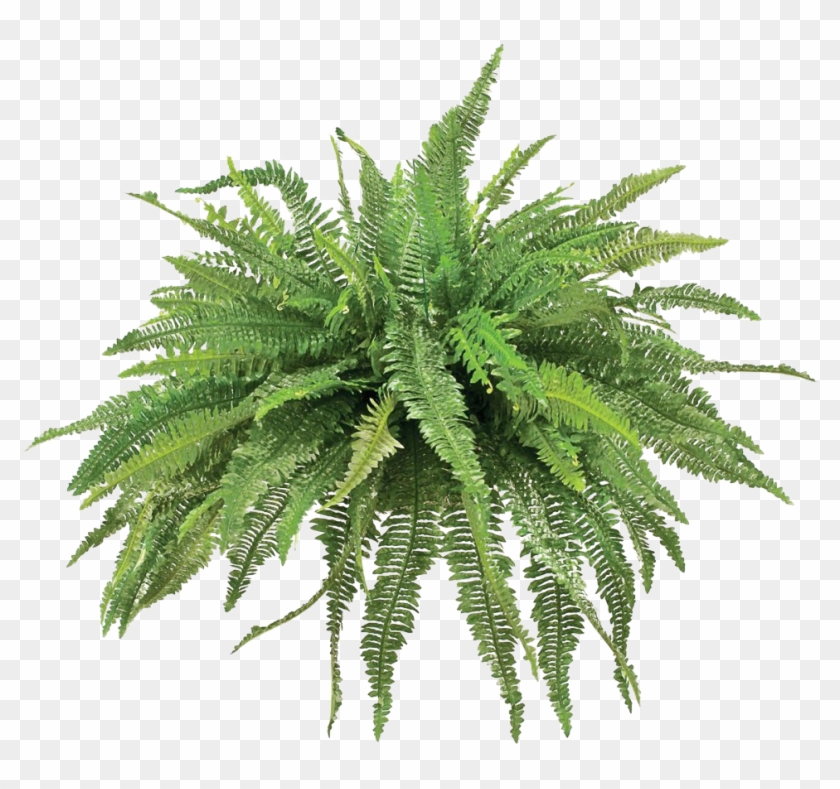 Transparent Fern Png #1207793