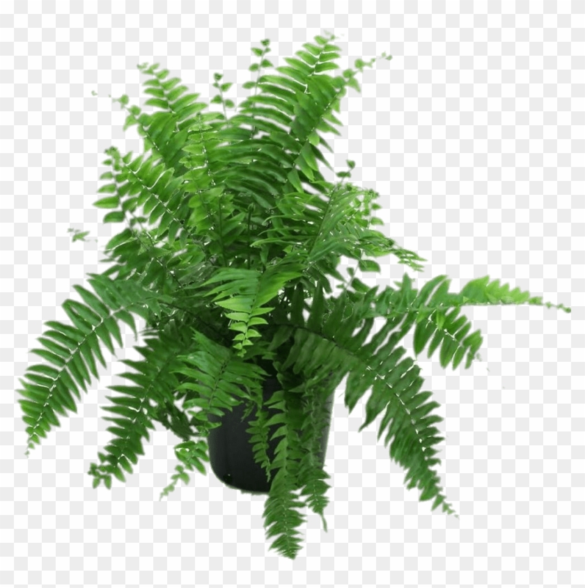 Fern In Black Pot Png - Fern In A Pot #1207795