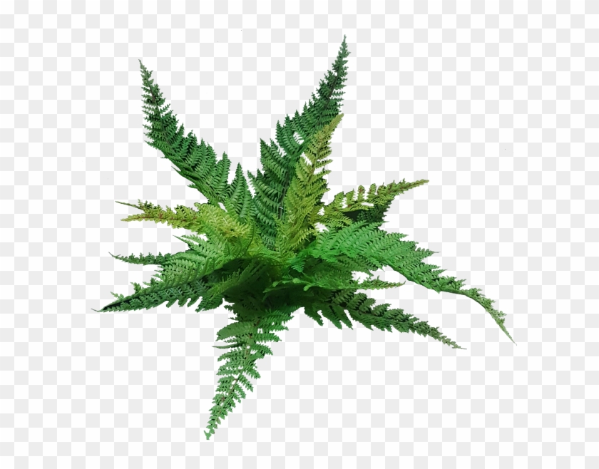 Leather Fern Bush - Ostrich Fern #1207796