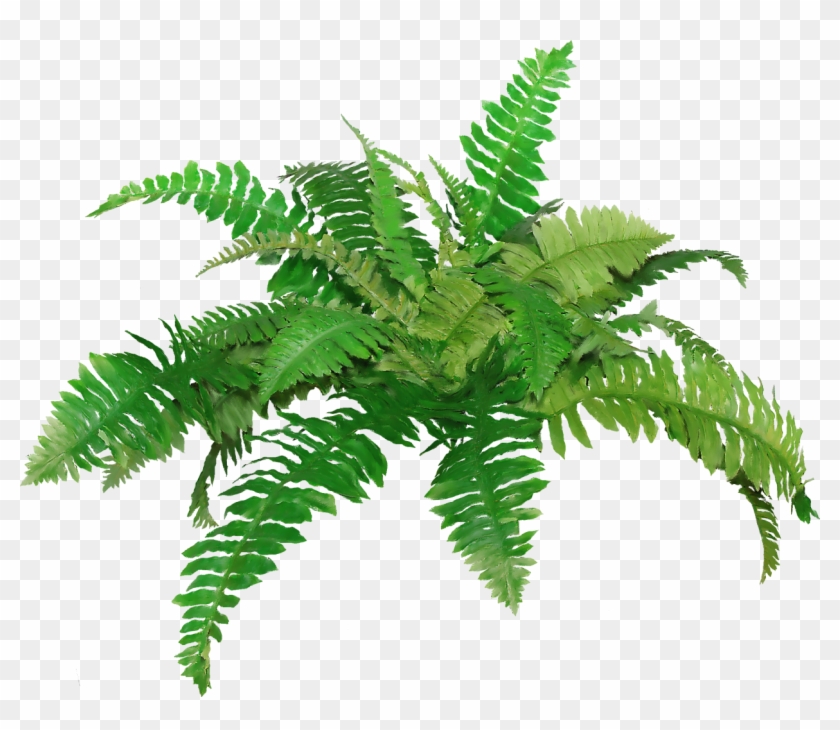 Fern Clip Art - Transparent Background Fern Clipart #1207803