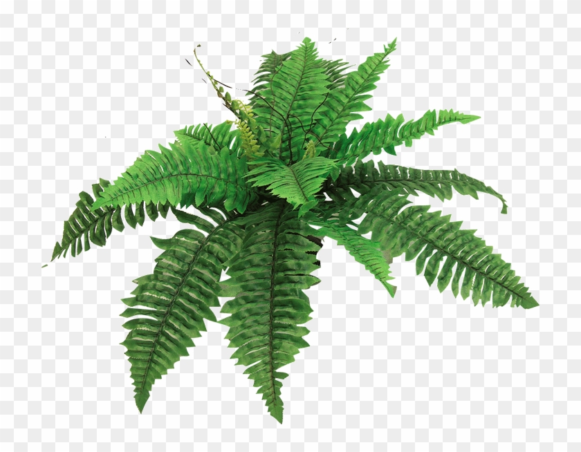 Alycia Page Breaker - Cartoon Picture Of A Fern #1207805