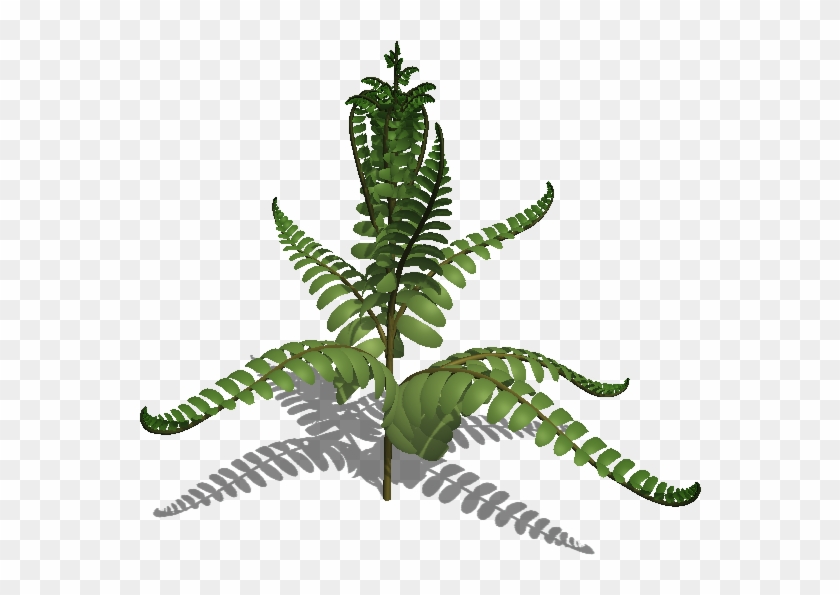 Source - Ludussilva - Com - Report - Fern Leaf - Fern #1207807