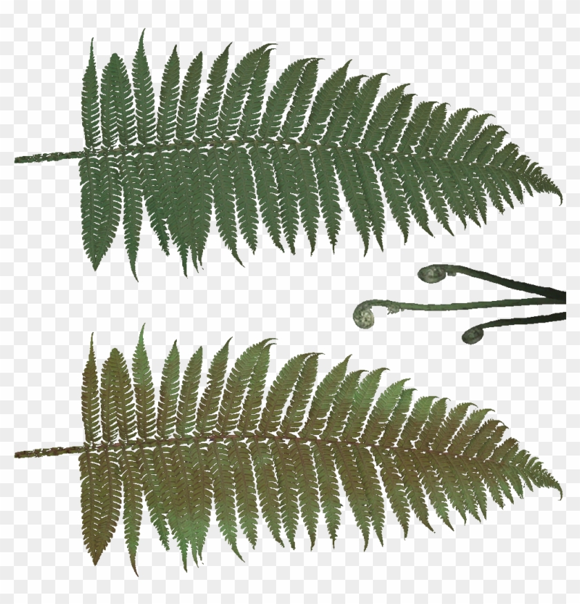 Fern Texture Png #1207812