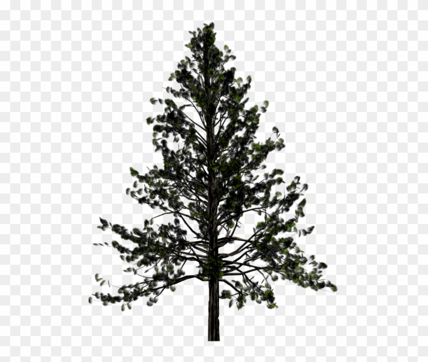 Portable Network Graphics Pine Transparency Tree Fir - Transparent Background Pine Tree Png #1207840