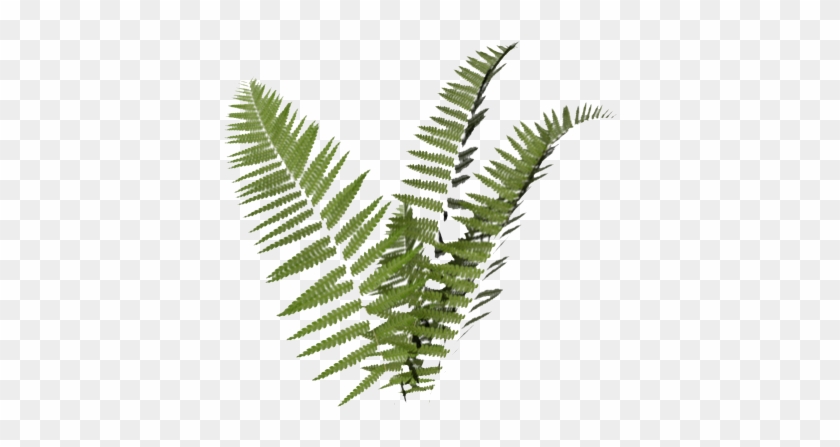 Editing, Nature, And Plant Image - Fern Transparent Background #1207842