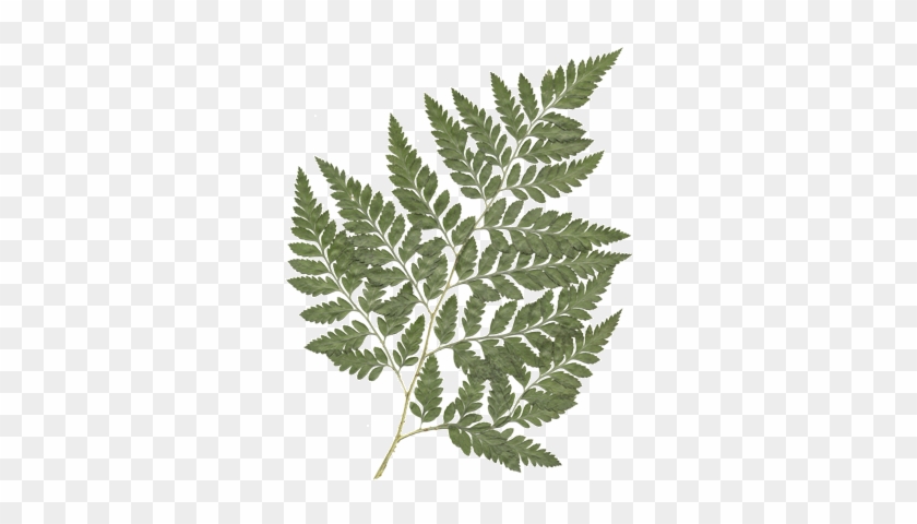 Leather Leaf Fern - Leatherleaf Fern Leaves #1207844