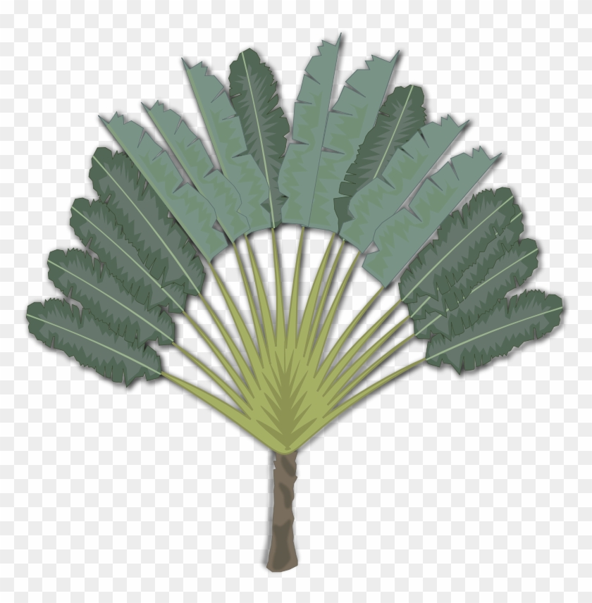 Palm Trees Clip Art Portable Network Graphics Ravenala - Sabal Minor #1207847