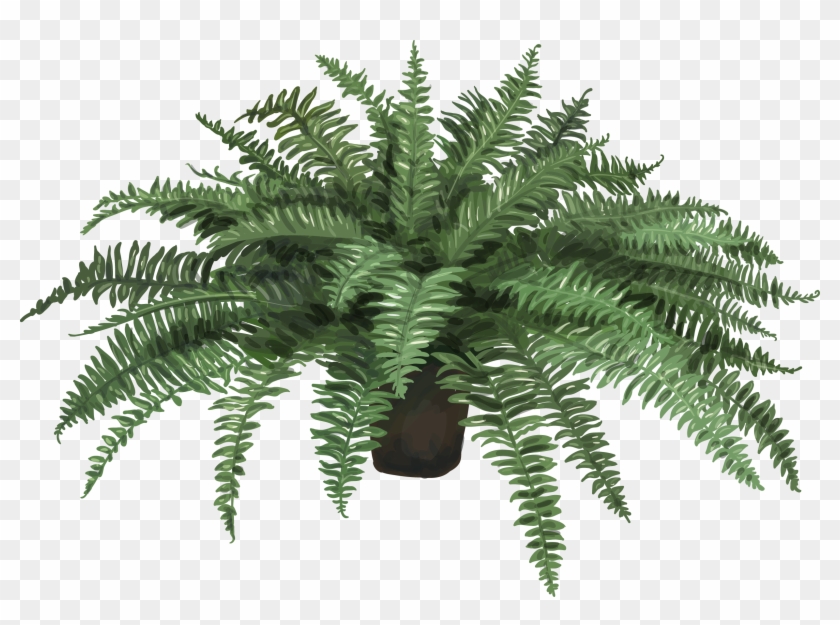 Nephrolepis Exaltata Fern Plant Leaf Artificial Flower - Fern In A Pot Png #1207851