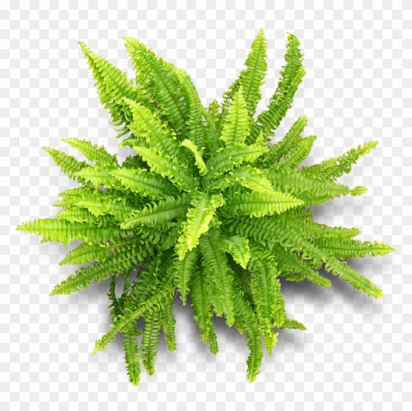Vascular Plant Fern Herbalism - Vascular Plant #1207853